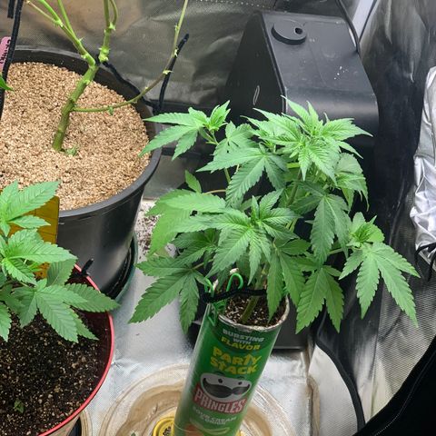 Mota Hari XX growlog timeline photo
