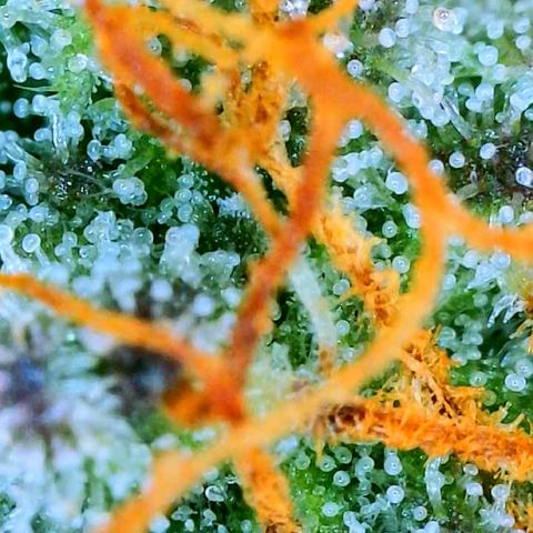 Zkittle LPC, TP & Palp Kush growlog photo: Cloudy with a sign of meatballs