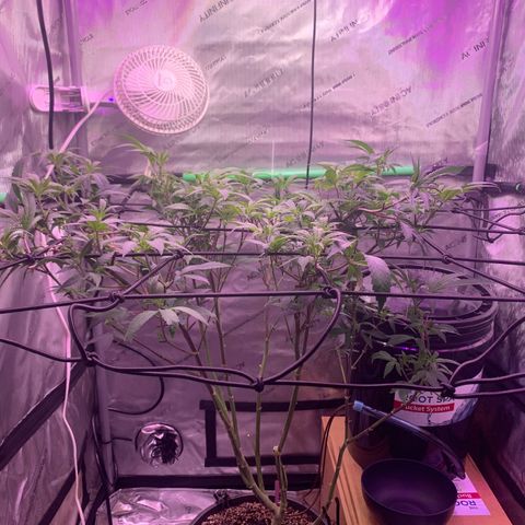 Zkittle Gpa growlog photo: After Defol 