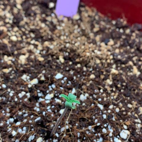 Mota Hari XX growlog photo: Close ups of le bebes 