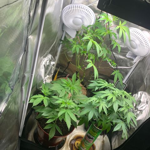 Mota Hari XX growlog timeline photo