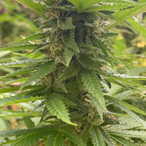 Sour Amnesia & Butter Bean growlog photo: Budding