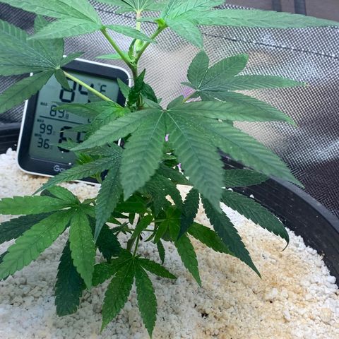 Mota Hari XX growlog photo: Sprayed with Dr Zymes