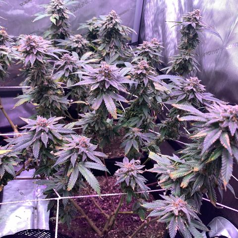 Zkittle LPC, TP & Palp Kush growlog photo: Chop day