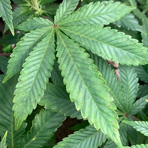 Mota Hari XX growlog photo: Budding