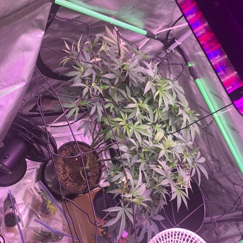Zkittle Gpa growlog photo: Defoliated and trellised and fed