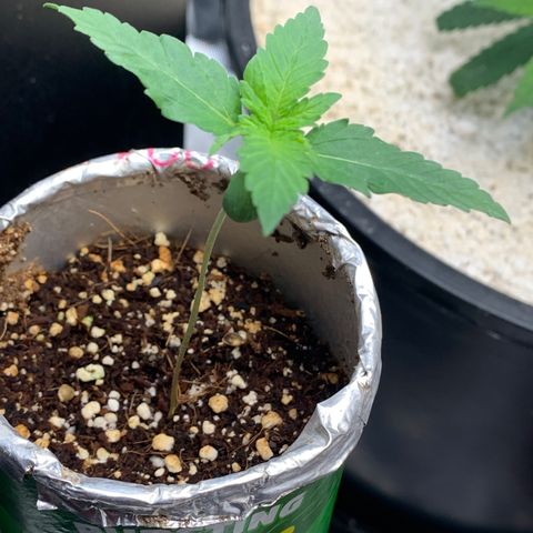 Mota Hari XX growlog photo: Sprayed with Dr Zymes