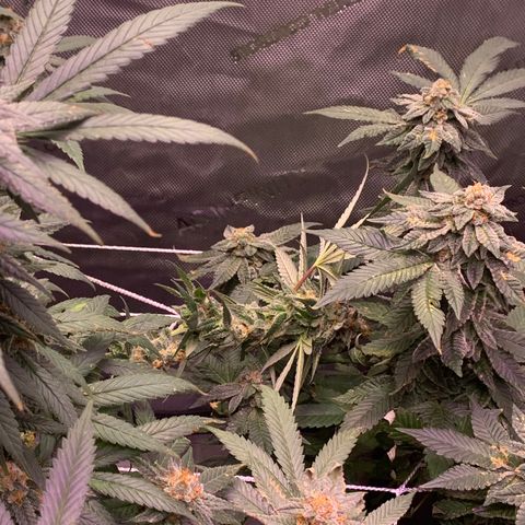 Zkittle LPC, TP & Palp Kush growlog timeline photo