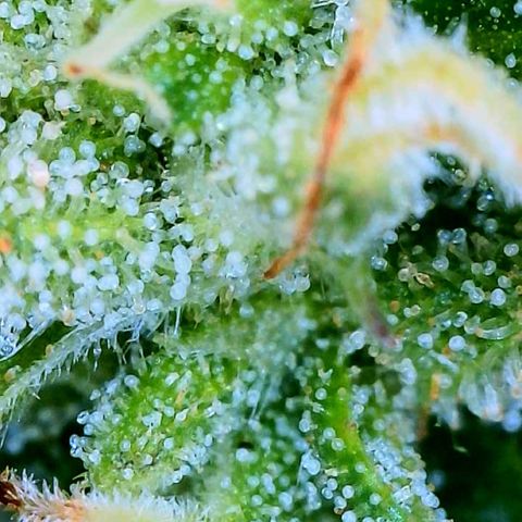 Sour Amnesia & Butter Bean growlog timeline photo
