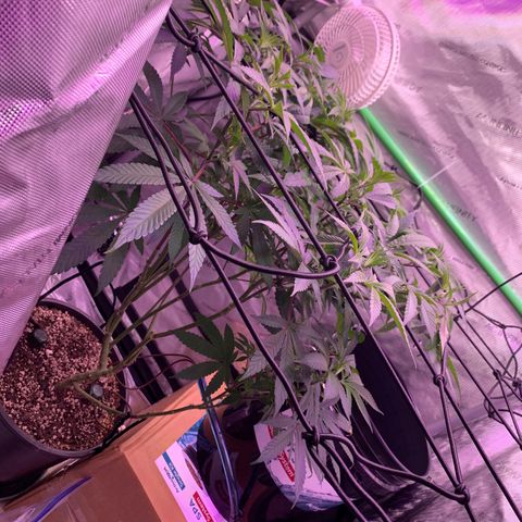 Zkittle Gpa growlog photo: Fuckin tuckin