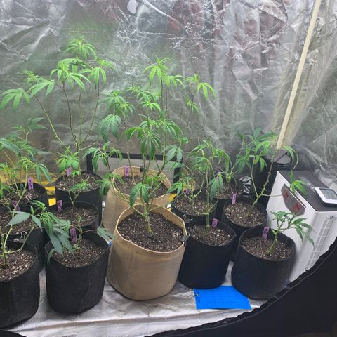 Clone Tent Zkit, LPC, PK, Sour A, BB growlog timeline photo