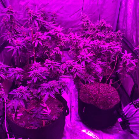 Zkittle LPC, TP & Palp Kush growlog photo: Chop day