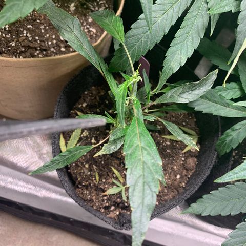Clone Tent Zkit, LPC, PK, Sour A, BB growlog timeline photo