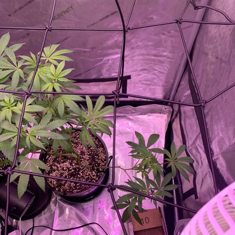 Zkittle Gpa growlog photo: Vaccummd out the top perlite cover, exposed roots, recovered with organic soil top dressed GGA