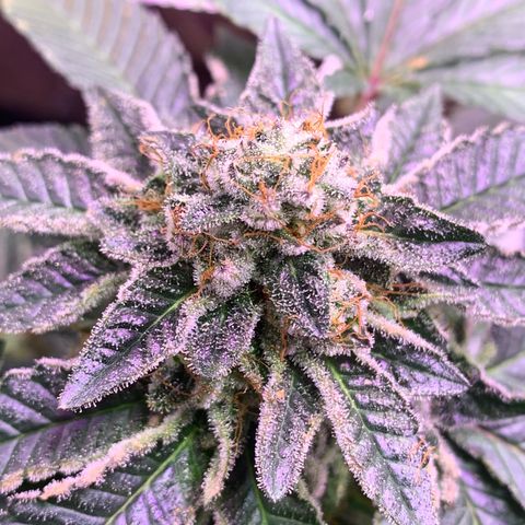 Zkittle LPC, TP & Palp Kush growlog photo: Seeing some amberonis 