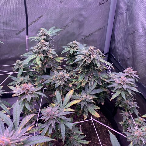 Zkittle LPC, TP & Palp Kush growlog photo: Chop day