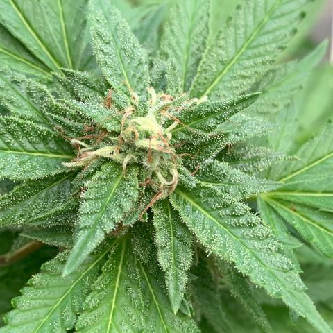 Sour Amnesia & Butter Bean growlog photo: Budding