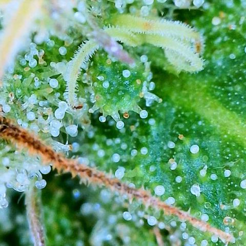 Sour Amnesia & Butter Bean growlog photo: Big chop