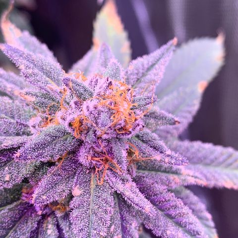 Zkittle LPC, TP & Palp Kush growlog photo: Seeing some amberonis 