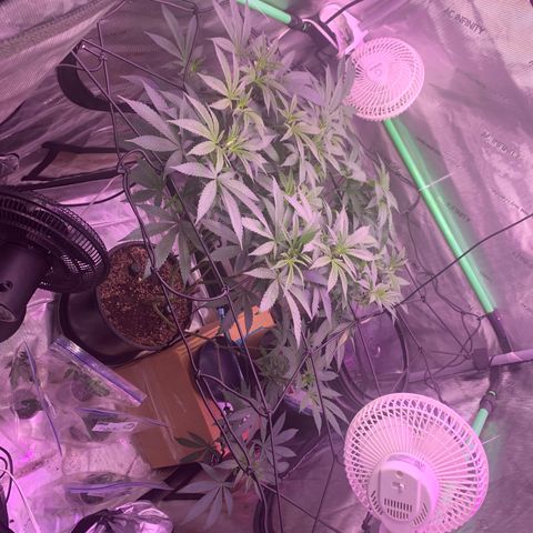 Zkittle Gpa growlog photo: Stretching