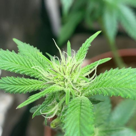 Mota Hari XX growlog photo: Defoliated and fed also foliar spray 