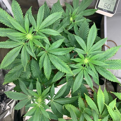Mota Hari XX growlog photo: Budding