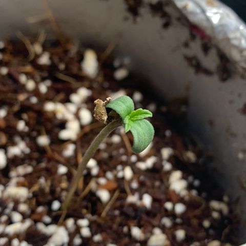 Mota Hari XX growlog photo: Close ups of le bebes 