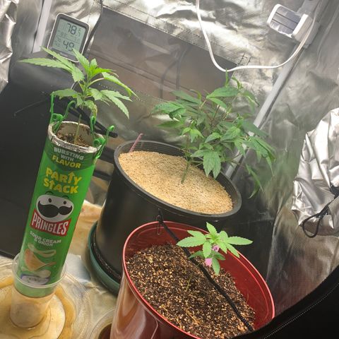 Mota Hari XX growlog timeline photo