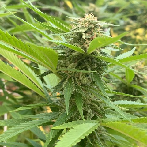 Sour Amnesia & Butter Bean growlog photo: Budding and stacking