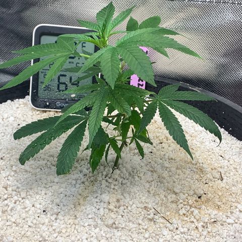 Mota Hari XX growlog photo: New trues poppin, zkittle growing