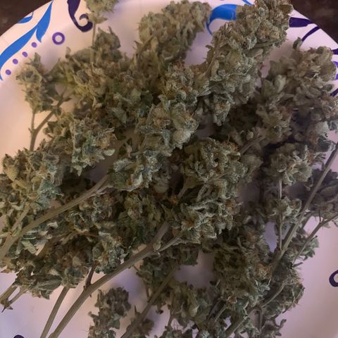 Zkittle LPC, TP & Palp Kush growlog photo: Trimmed palp kush & LPC 
