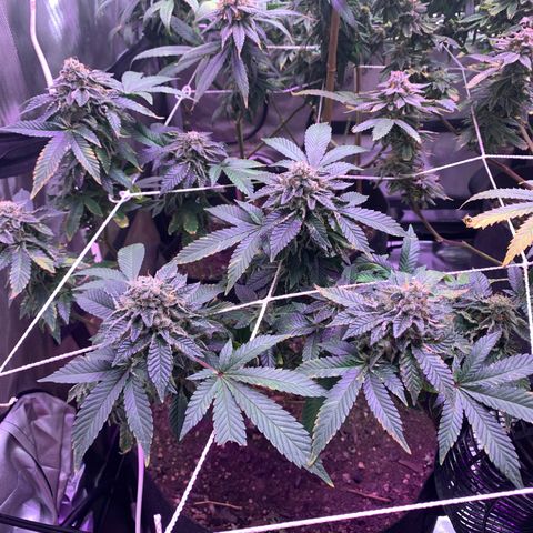 Zkittle LPC, TP & Palp Kush growlog photo: Chop day