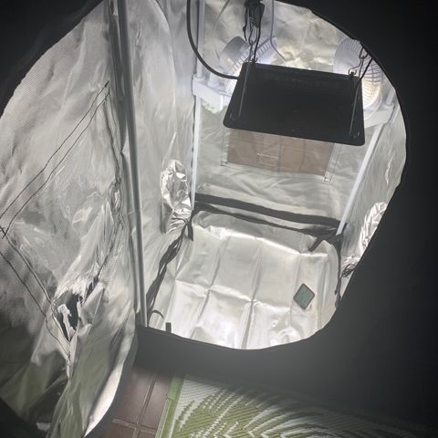 Mota Hari XX growlog photo: Seeds sprouted from coco, new tent ⛺️ 