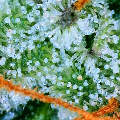 Zkittle LPC, TP & Palp Kush growlog photo: Cloudy with a sign of meatballs