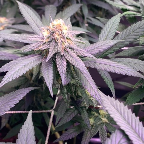 Zkittle LPC, TP & Palp Kush growlog timeline photo