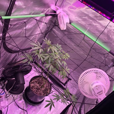 Zkittle Gpa growlog photo: Vaccummd out the top perlite cover, exposed roots, recovered with organic soil top dressed GGA