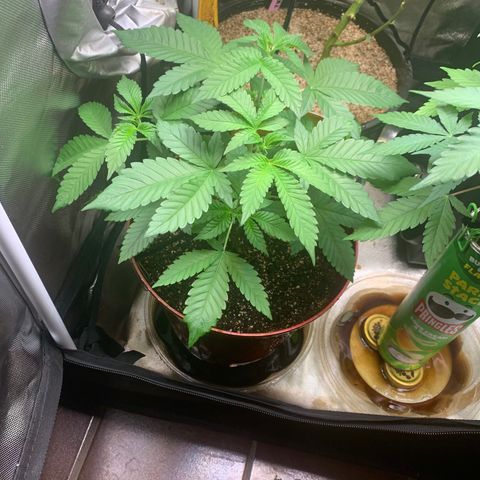 Mota Hari XX growlog timeline photo