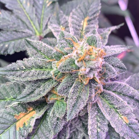 Zkittle LPC, TP & Palp Kush growlog photo: Closing in on harvest 
