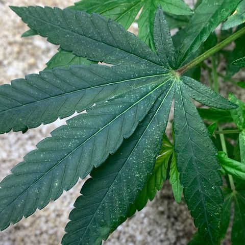Mota Hari XX growlog photo: Beginning of the mite fight muta opening up tho