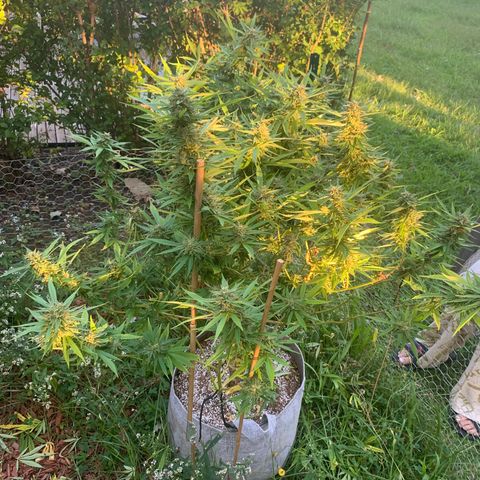 Sour Amnesia & Butter Bean growlog photo: Big chop 