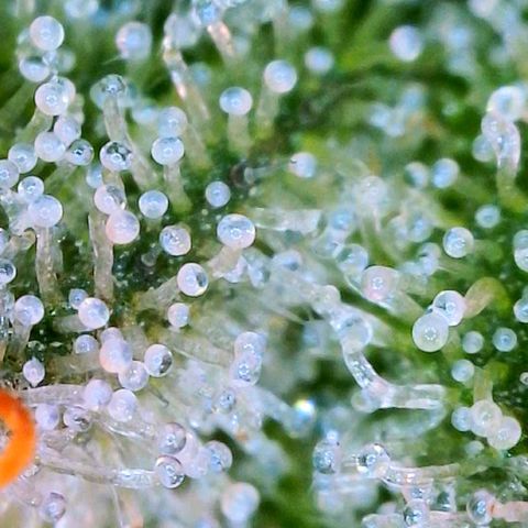 Zkittle LPC, TP & Palp Kush growlog photo: Cloudy with a sign of meatballs