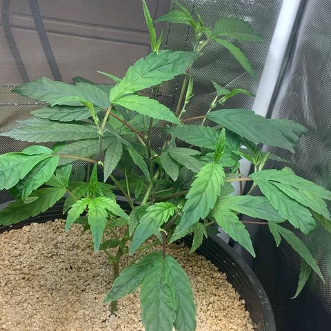Mota Hari XX growlog timeline photo