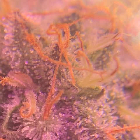 Zkittle LPC, TP & Palp Kush growlog photo: Closing in on harvest 