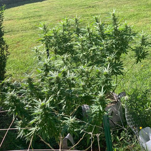 Sour Amnesia & Butter Bean growlog timeline photo