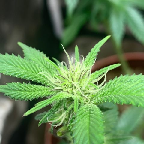 Mota Hari XX growlog photo: Defoliated and fed also foliar spray 