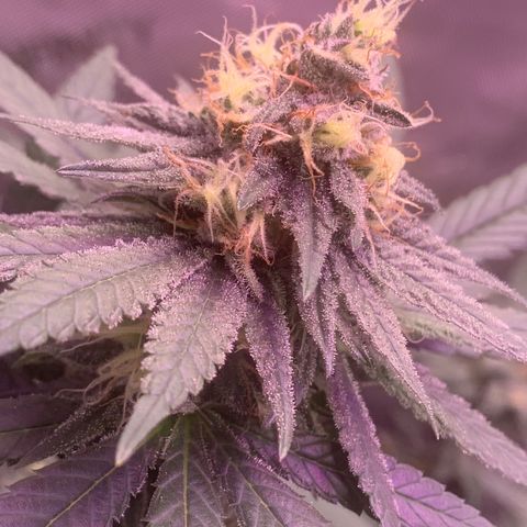 Zkittle LPC, TP & Palp Kush growlog timeline photo