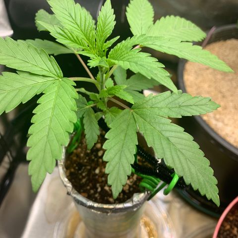 Mota Hari XX growlog timeline photo