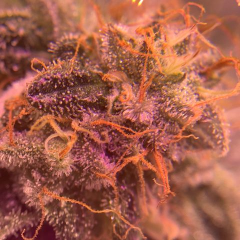 Zkittle LPC, TP & Palp Kush growlog photo: Closing in on harvest 
