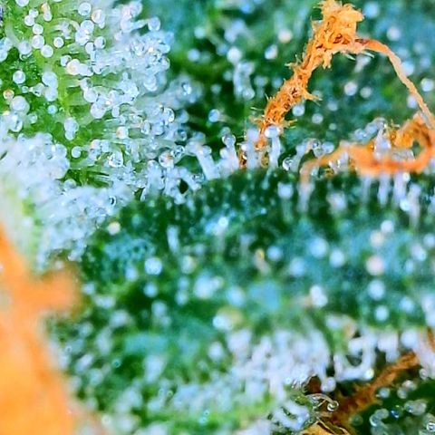 Zkittle LPC, TP & Palp Kush growlog photo: Seeing some amberonis 