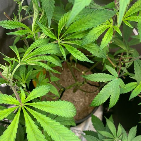 Mota Hari XX growlog timeline photo